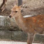 「奈良公園でシカにエサやり」がなぜ6億回再生？理由を調査！